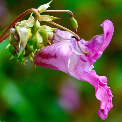 VibeX GBPUT-10 - Balsam Double Mixed Flower Desi - (90 Seeds) Seed