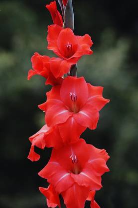 Udanta Red Gladiolus|Sword lily|Gladioli Flower Bulbs For All Season (28 Bulbs Set) Seed