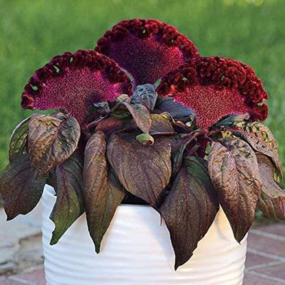 VibeX HUA-14 - Celosia Dracula Flower - (60 Seeds) Seed