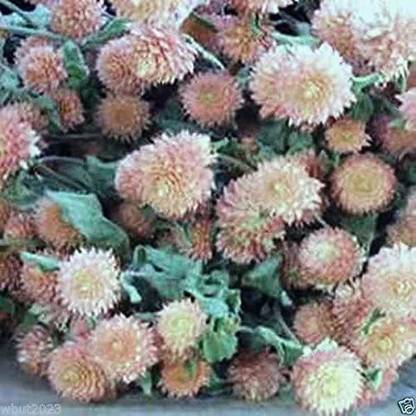 WILLVINE LXI-4 Gomphrena Seeds - Salmon - Globe Amaranth Seed
