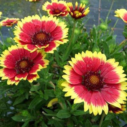VibeX KGF -3 - Gaillardia Flower - (60 Seeds) Seed