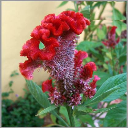 CYBEXIS NBIR-8 - Cockscomb Rose/Red (Celosia) Flower - (180 Seeds) Seed