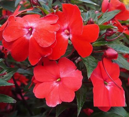 CYBEXIS VVI-72 - Chinese balsam flowers white - (30 Seeds) Seed