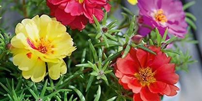 VibeX VVI-38 - Portulaca Grandiflora flower - (300 Seeds) Seed