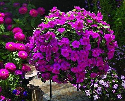 VibeX NDIR-85 - Vinca Nayantara Plant - (180 Seeds) Seed