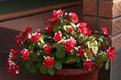 VibeX VVI-4 - Russian Balsam Flower Fairy Balsam Terry - (90 Seeds) Seed