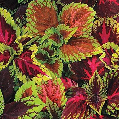 CYBEXIS Coleus Kong Empire Mix Seed Seed