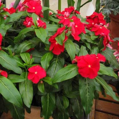 VibeX TLX-92 - F1 Hybrid Vinca Red - (60 Seeds) Seed
