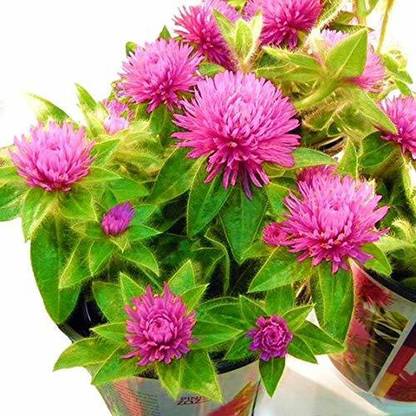 VibeX LX-98 - Gomphrena Globosa Strawberry Beautiful Flower F1 Hybrid - (540 Seeds) Seed