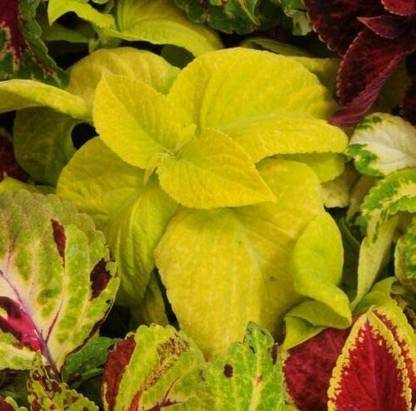 CYBEXIS Wafer Coleus - Wizard Golden Seeds - High Germination Seed