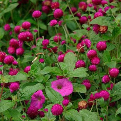CYBEXIS PUAS-43 - Gomphrena Flower - (60 Seeds) Seed