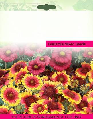 VibeX GBPUT-44 - Imported Gaillardia - (180 Seeds) Seed