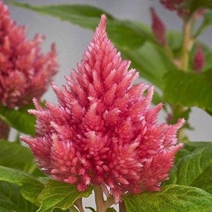 CYBEXIS Celosia Plumose Super Dwarf Salmon Kimono Rose Seed