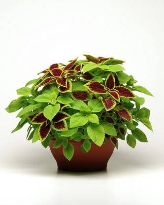 CYBEXIS NDIR-68 - Coleus KONG SALMON PINK easy to grow low maintenance - (1350 Seeds) Seed