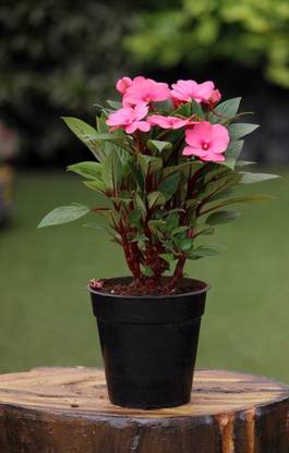 CYBEXIS NBIR-93 - CHINESE BALSAM - (30 Seeds) Seed