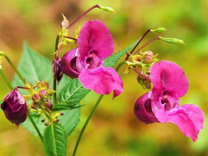 VibeX XLR-91 - Himalayan Balsam Plant - (30 Seeds) Seed