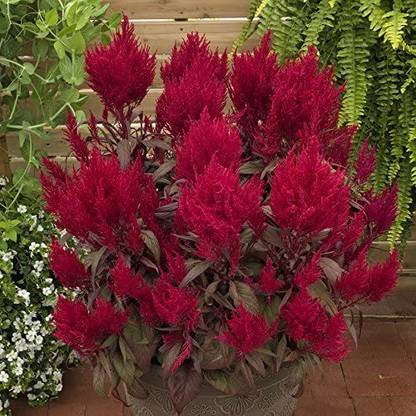 CYBEXIS Flower Seeds Dragon's Breath Celosia Seeds - Celosia Seed