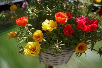 CYBEXIS XLL-18 - Flower : Portulaca Hanging Basket - (100 Seeds) Seed