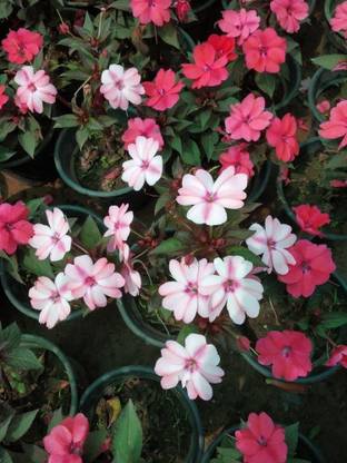 साइबेक्सिस हुआ-31 - इम्पेटिएन्स वॉलेरियाना-चाइनीज़ बालसम-प्लांट - (270 सीड्स) बीज