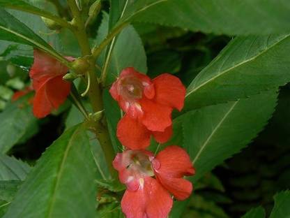 CYBEXIS Balsam Single Mixed Color (Impatiens Balsmina) Flower Seeds Seed