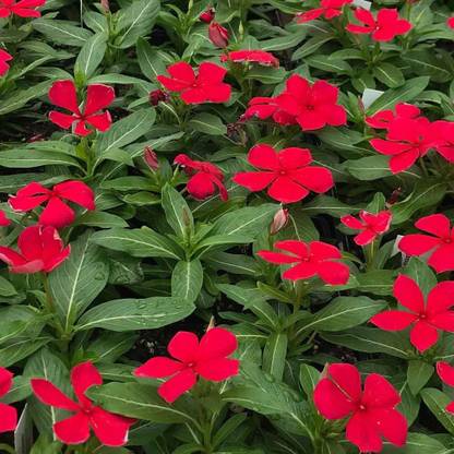 CYBEXIS VXI-87 - Vinca Red Flower - (180 Seeds) Seed