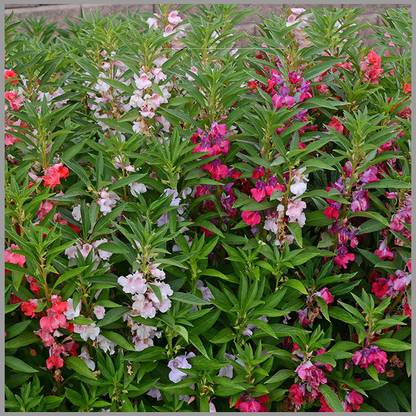 CYBEXIS KGF -71 - Balsam Camellia Mixed Impatiens Balsamina - (270 Seeds) Seed