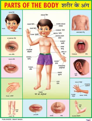Part of the Boby Chart For Kids | 20x30Inch (51x76cm)| Laminated chart | Waterproof and Non tearable Wall Chart. Paper Print