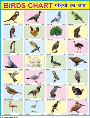 Early Learning Educational Charts for Kids | Birds Chart For Kids | 28x40Inch (70x100cm)| Laminated chart | Perfect for Homeschooling, Kindergarten and Nursery Students| Waterproof and Non tearable Wall Chart | Gloss Laminated Paper Print. Paper Print