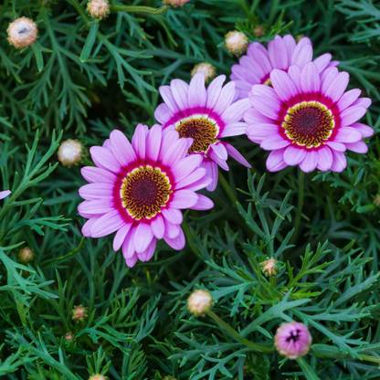 Shivnami Chrysanthemum Carinatum, Tricolor Daisy Seed