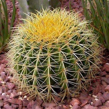 Amazing Gurden Barrel Cactus Plant