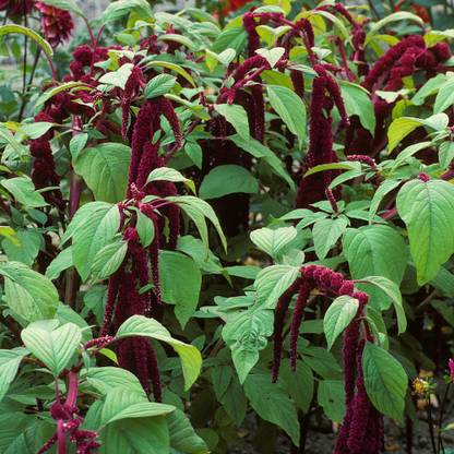 Shivnami Amaranthus hypochondriacus, Pygmy Torch Seed