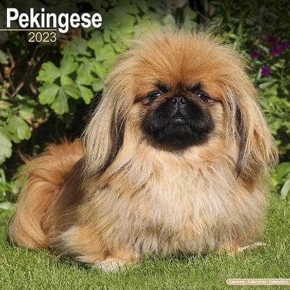 Pekingese 2023 Wall Calendar