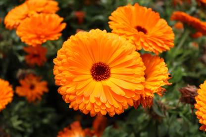 Shivnami Calendula Officinalis Orange, Pot Marigold Seed