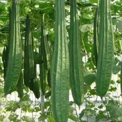 VibeX ® RXI-308 Ridge Gourd Seeds Turai Seed