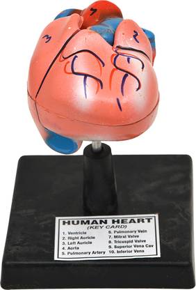 BOMBEY SCIENTIFIC Human Heart 3D model Anatomical Body Model
