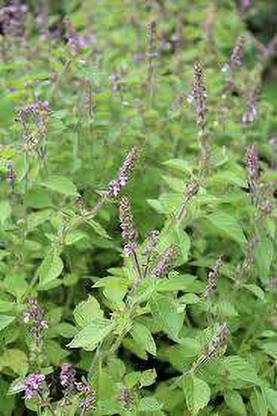 Tulsi Tulsi Plant