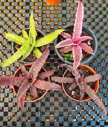 RKNURSERY Succulents Plant