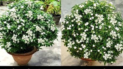 minatigreenhouse Chandini Flowering Plant