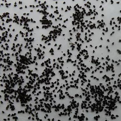 MAA Dragon Fruit, Pitaya Seed
