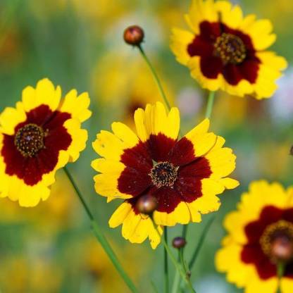 Audhav Coreopsis Flower Seeds Multicolor For Summer Season Home Gardening Seed