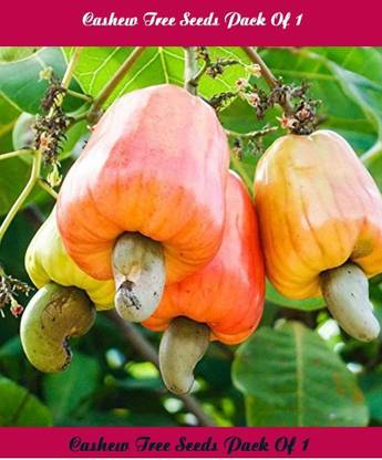 SM Exports Cashew nut fruit tree seeds 7 seeds per pack. Seed
