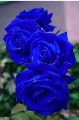 FSK Rose Plant