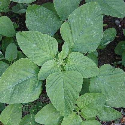 RuelandSteve GREEN AMARANTHUS SPINACH SEEDS Seed