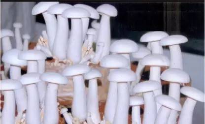 Aro Mushroom Seed