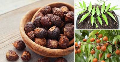 Green World REETHA /SOAPNUT SEEDS / ARITHA KE BEEJ FOR GARDENING & FARMING 100 SEEDS Seed