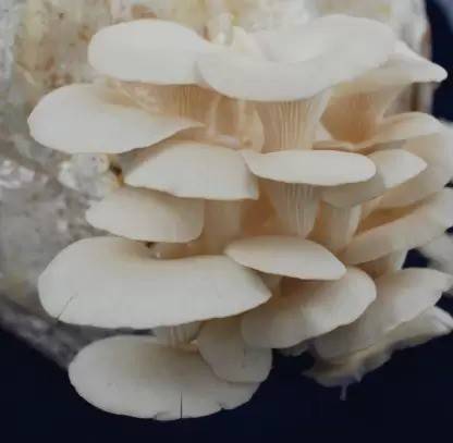 Aro Mushroom Seed