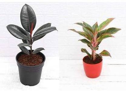 Amazing Gurden Rubber Tree