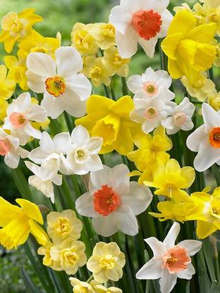 Udanta Nargis Flower | Best for Summer Season | Pack of 15 Flower Bulbs Seed