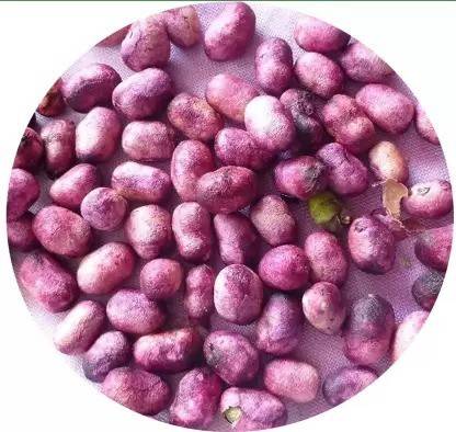 Chalisa Black Plum, Jamun, Malabar plum, Java plum Seed