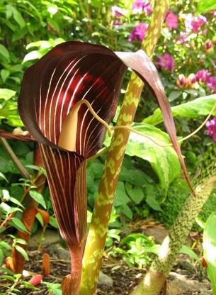 Udanta Snake Lily Flower 100 % Perfect | Good Germination| Pc of 35 Flower Bulbs Seed